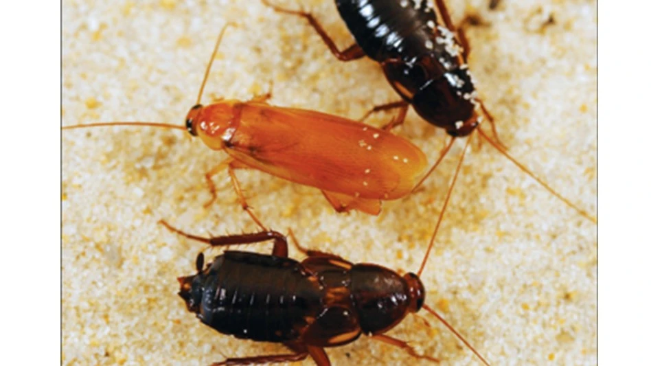 Adult male Turkestan cockroaches are light brown and more slender than the female. They have long wings that extend beyond the length of the abdomen. The Turkestan cockroach in the center is a male; those at the top and bottom are females.