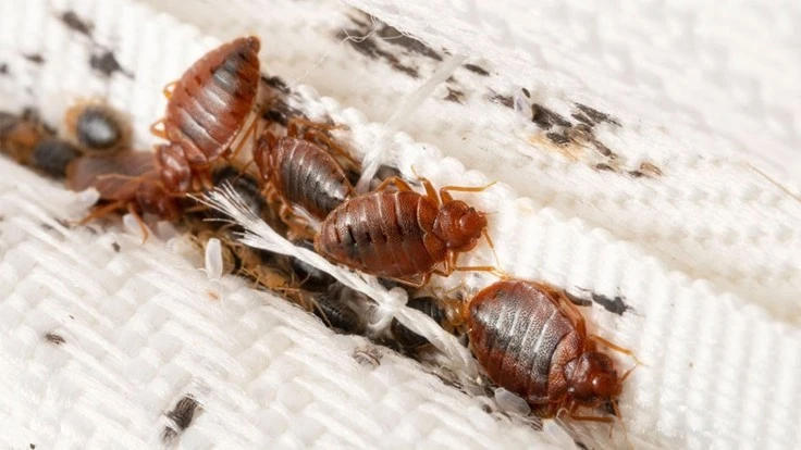 bed bugs