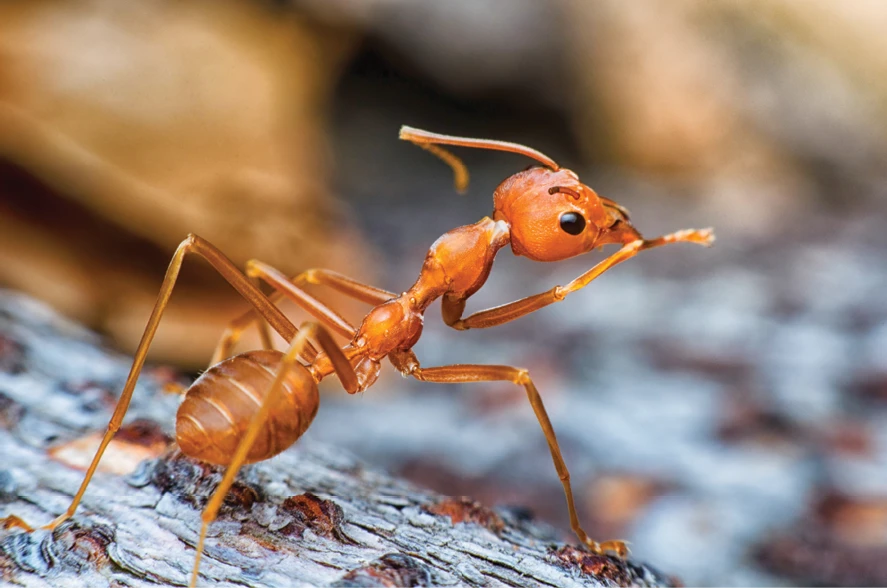 Want to learn more about how ant colonies are at the mercy of their larvae? Visit http://ow.ly/gQEN30iVFD1.