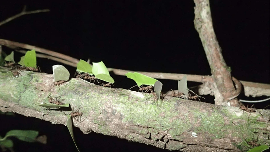 Acromyrmex leaf-cutter ants foraging at night.