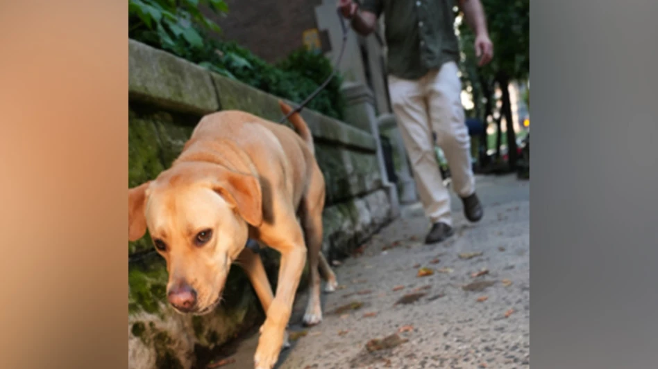 Continuing practice, work and learning have helped Hunter succeed as a bed bug detection canine.