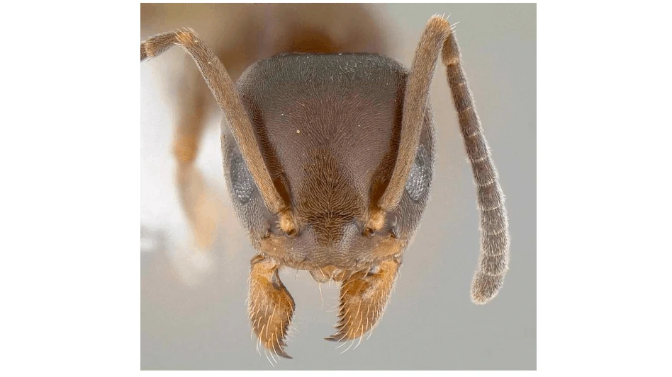 Odorous house ant, Tapinoma sessile.