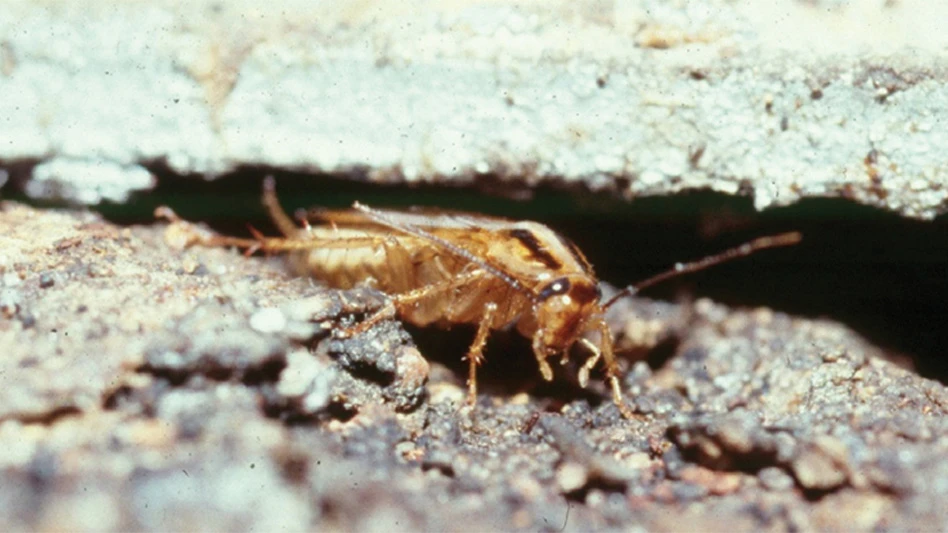 German cockroach emerging from a crack.