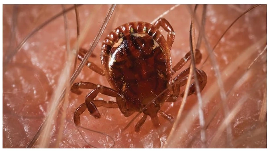 Photo of a tick