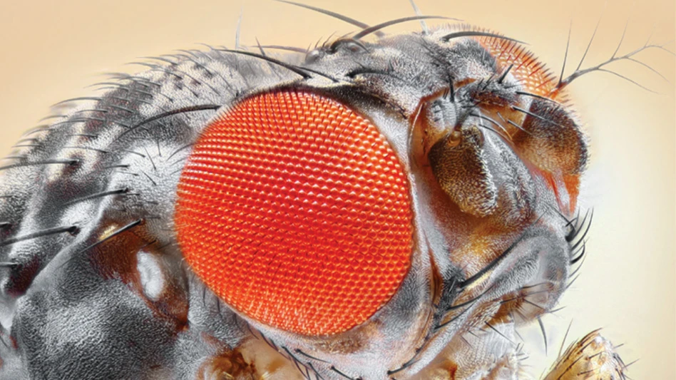 Fruit flies are attracted to locations with overripe fruit or produce, as well as garbage disposals, recycling bins, beer dispensers and similar sites.