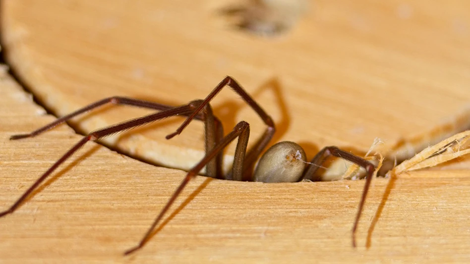 Brown recluse spider