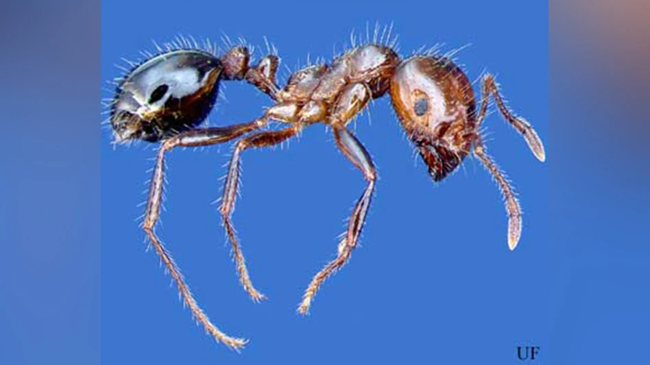 Lateral view of a worker of the red imported fire ant, Solenopsis invicta Buren.