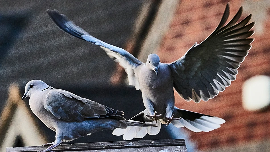 Surveying an account for few days and talking to people in the area can help determine how long the pest birds have been present.