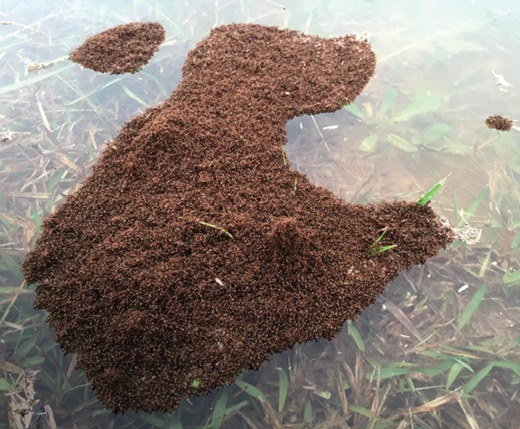 A “raft” of red imported fire ants in North Carolina floats over land that normally forms the bank of a pond. The land had become submerged due to excessive rain and resultant flooding, which inundated the nest. The raft is anchored to some blades of grass extending above the water’s surface.