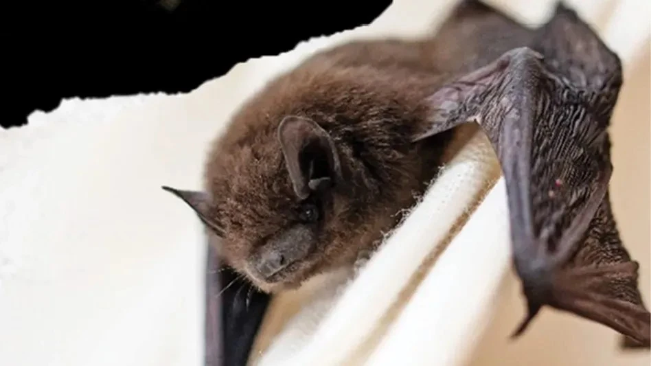 The big brown bat is one of the largest bats in North America.