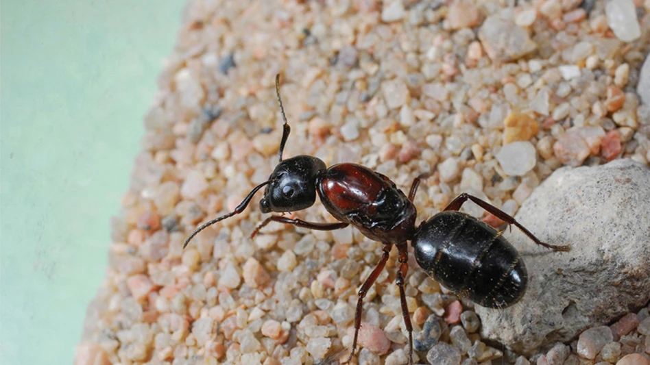 Carpenter ant