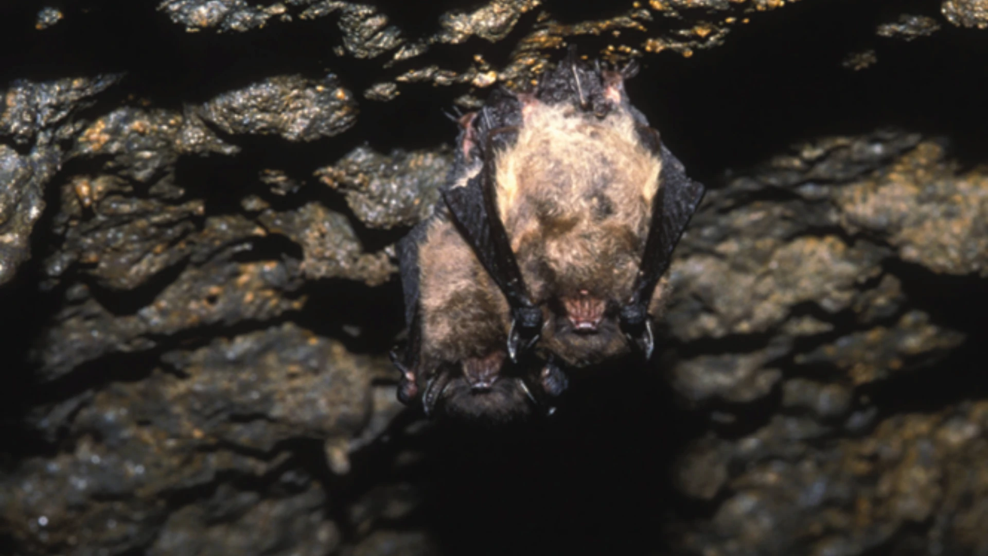 When is the Right Time for Bat Exclusion?