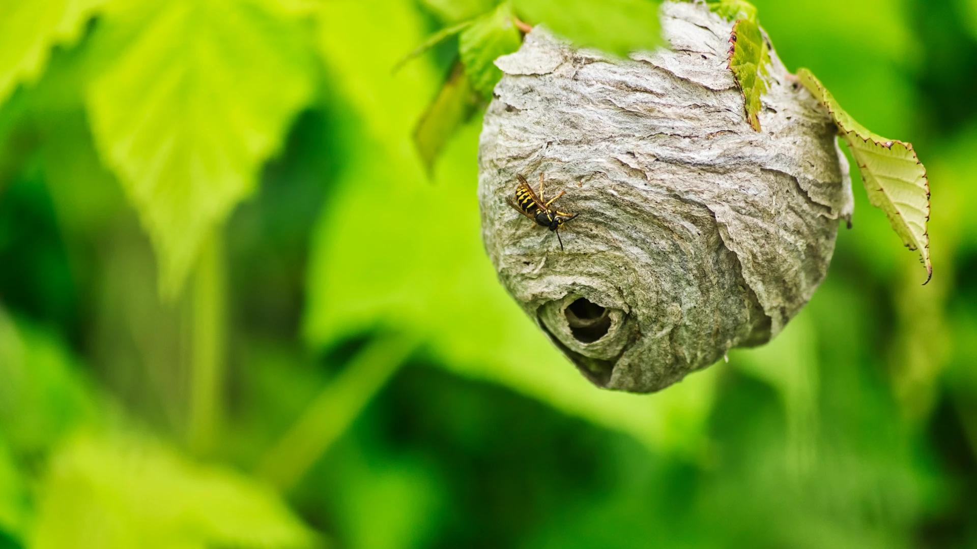 Yellow Jacket Wasp Nest