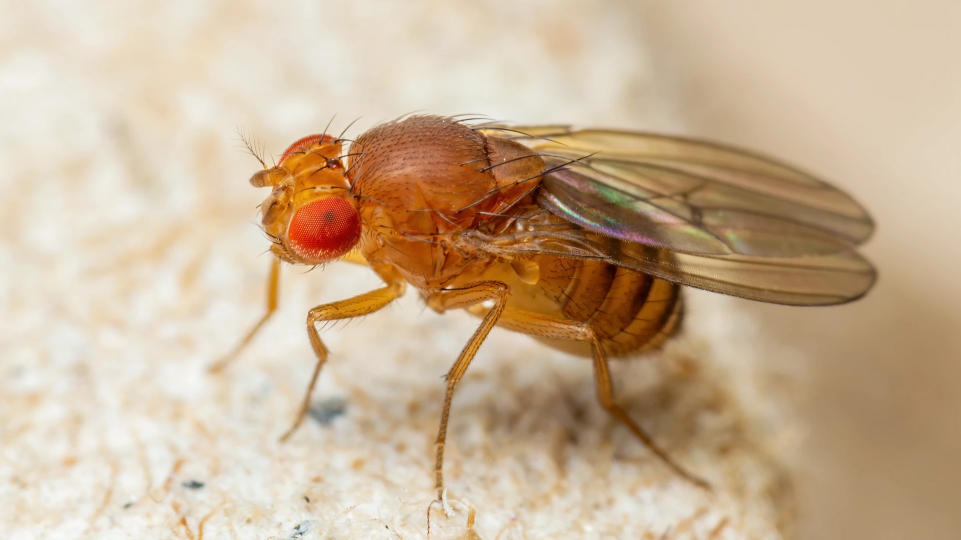 Drain Flies and Fruit Flies in Food Facilities