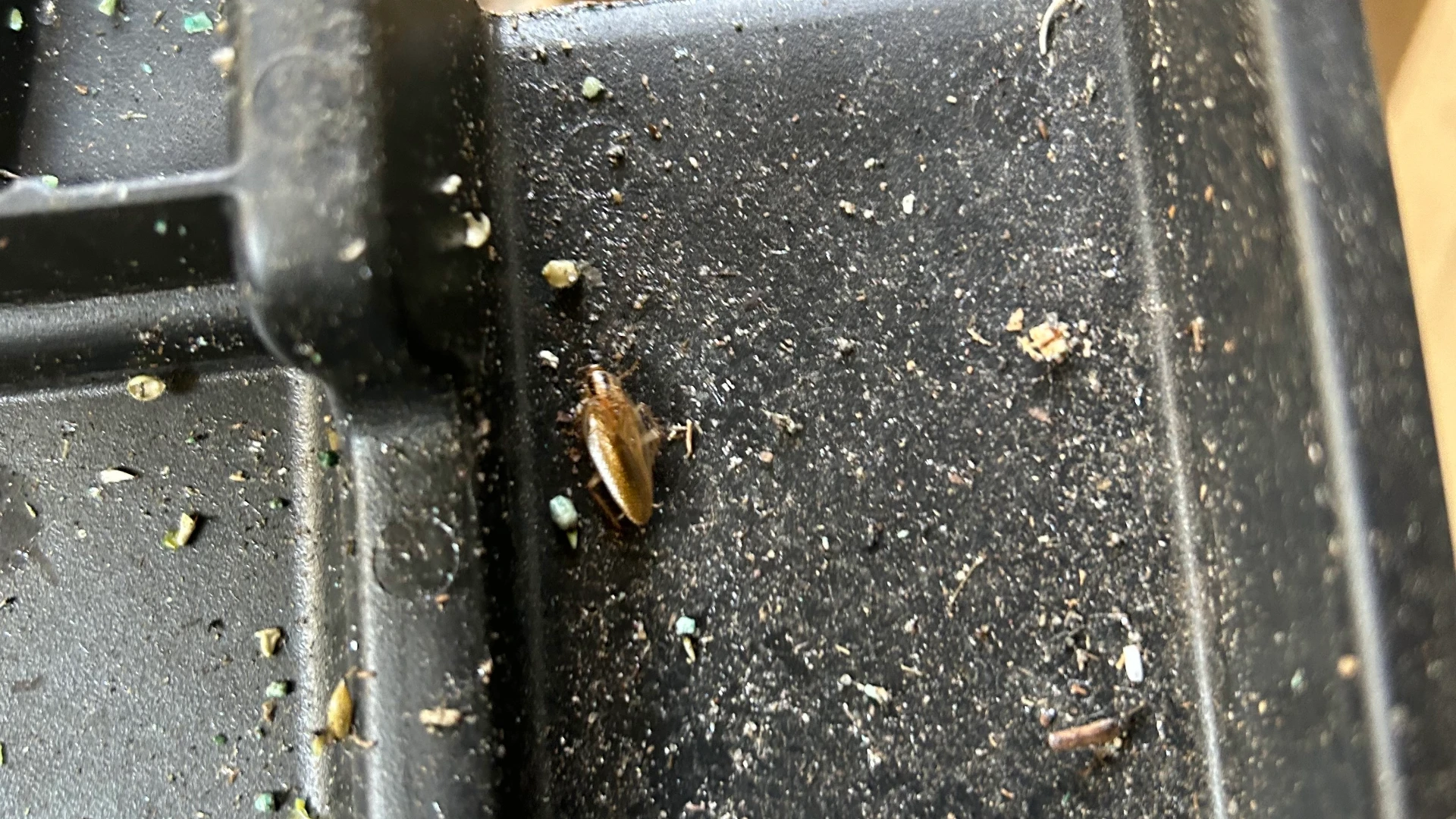 Asian Cockroach vs. German Cockroach Identification Tips