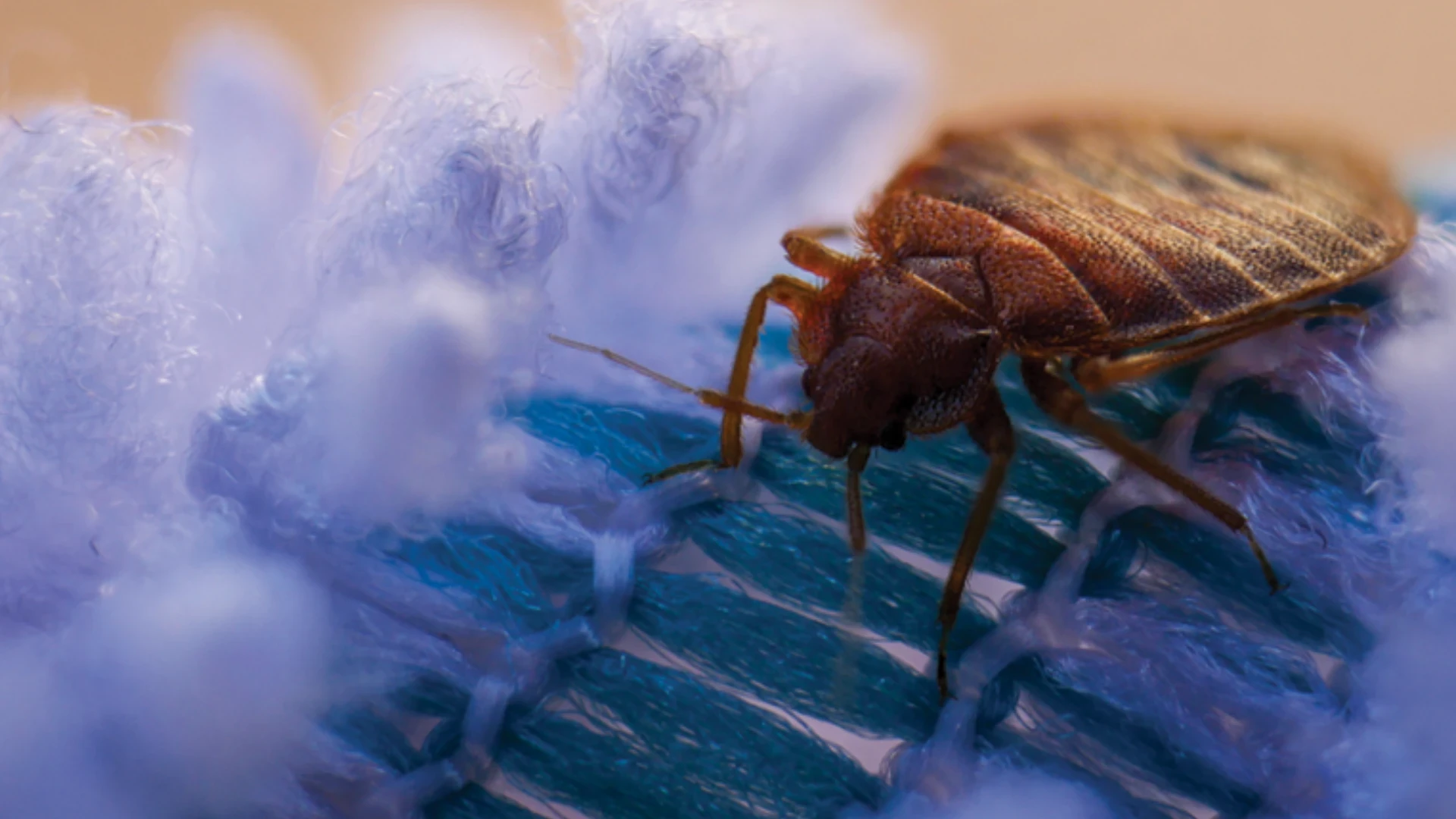 UT Arlington Study Sequencing Bed Bugs Genome Analysis to Prevent Outbreaks