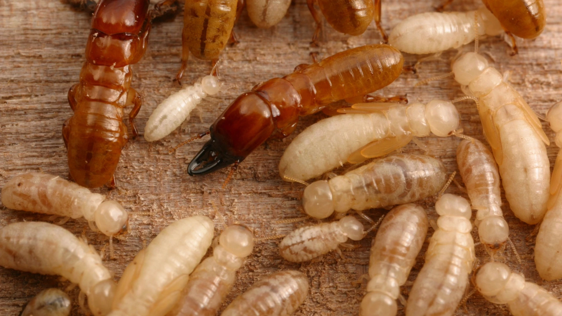 termites