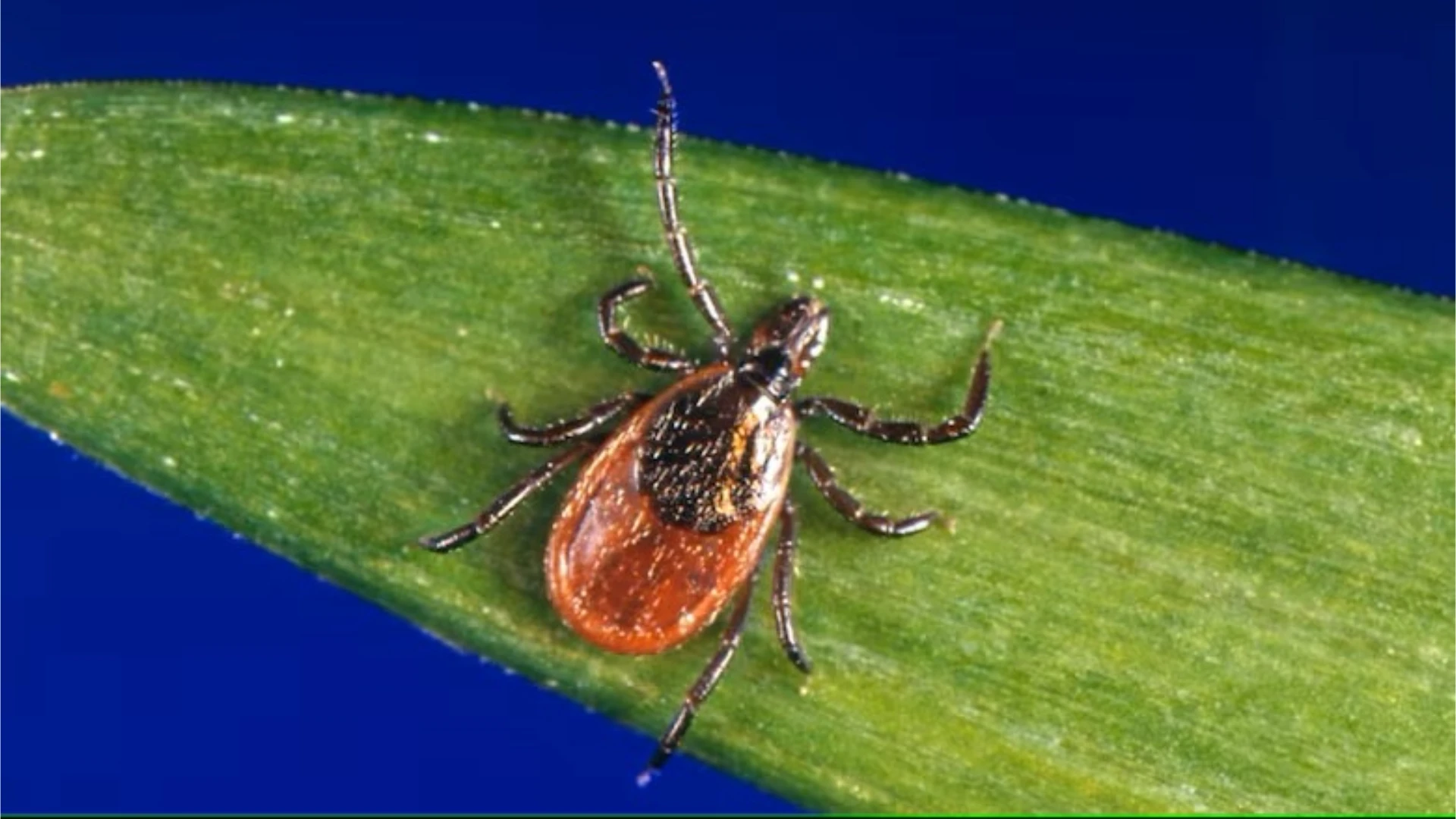 Tick-Killing Fungus Research Underway at Nova Scotia University