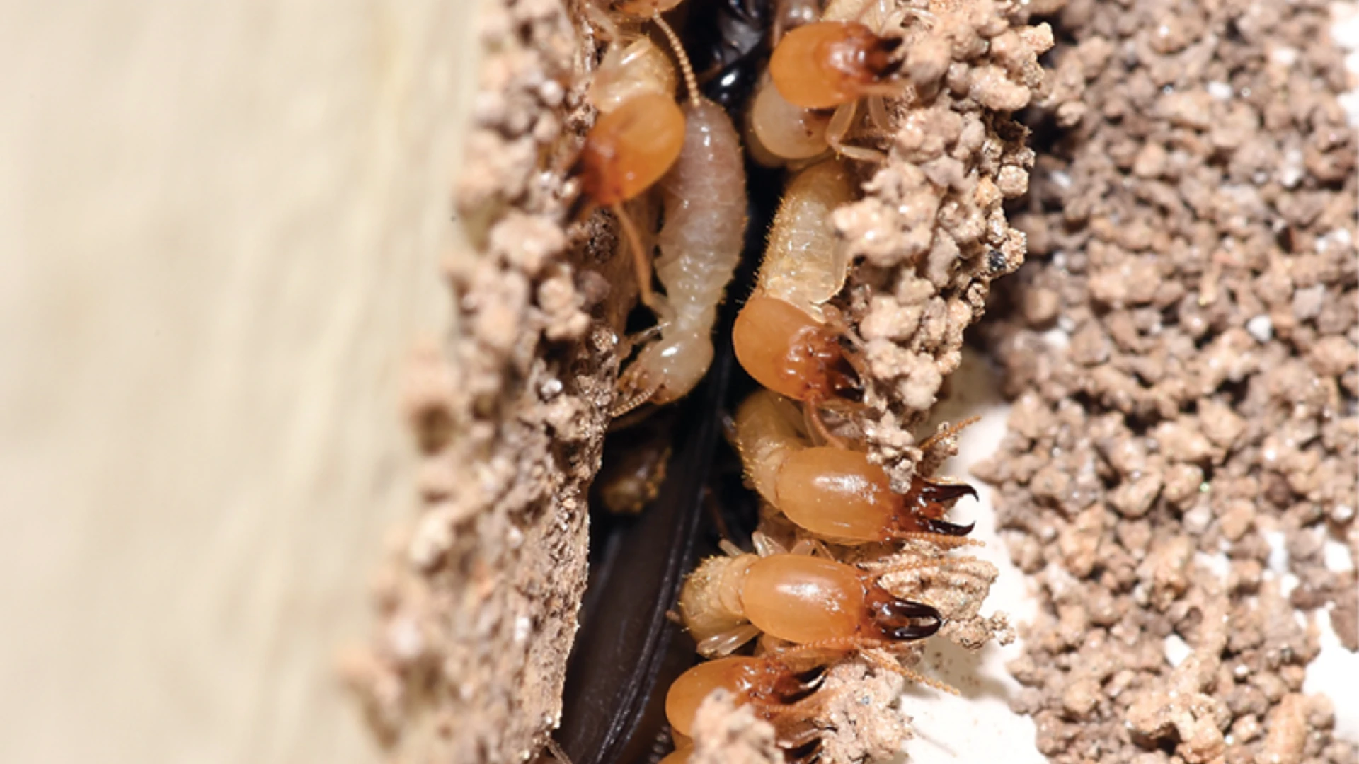 Communication Today Keeps the Termites at Bay