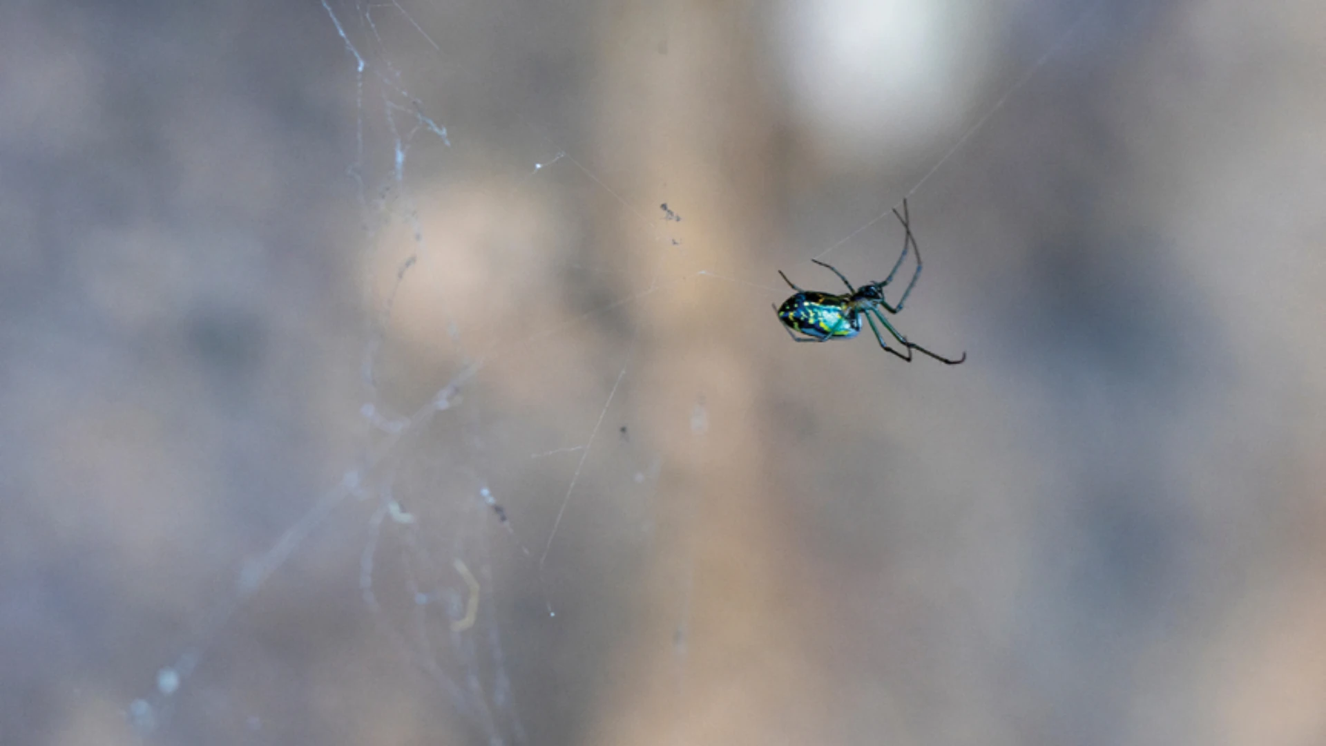 Spiderwebs: From Iconic to Obscure