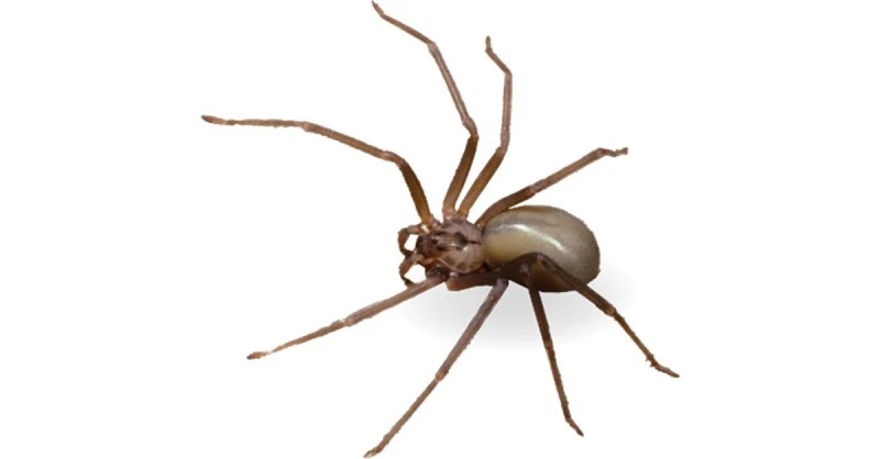 Brown recluse spider